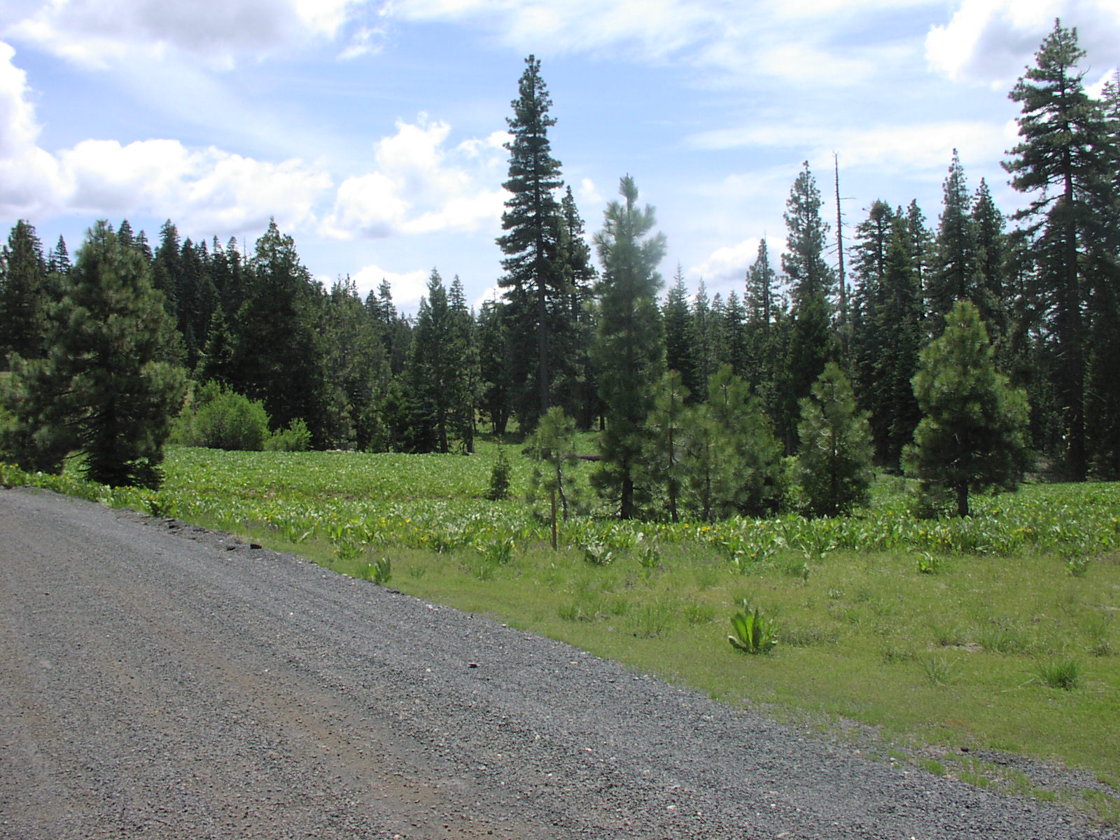 Gentry Off Road California Plumas National Forest Cleghorn Bar