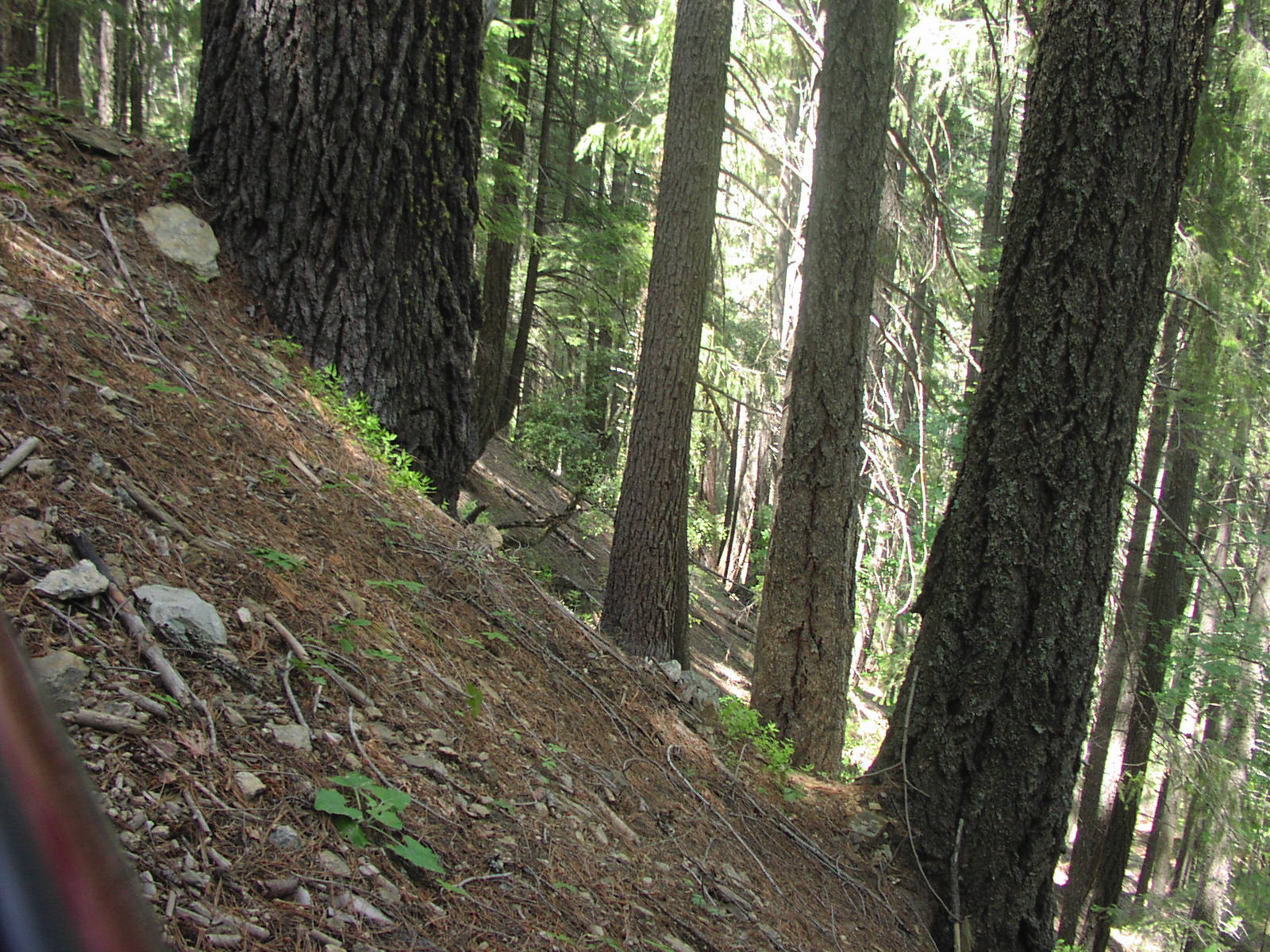 Gentry Off Road California Plumas National Forest Cleghorn Bar