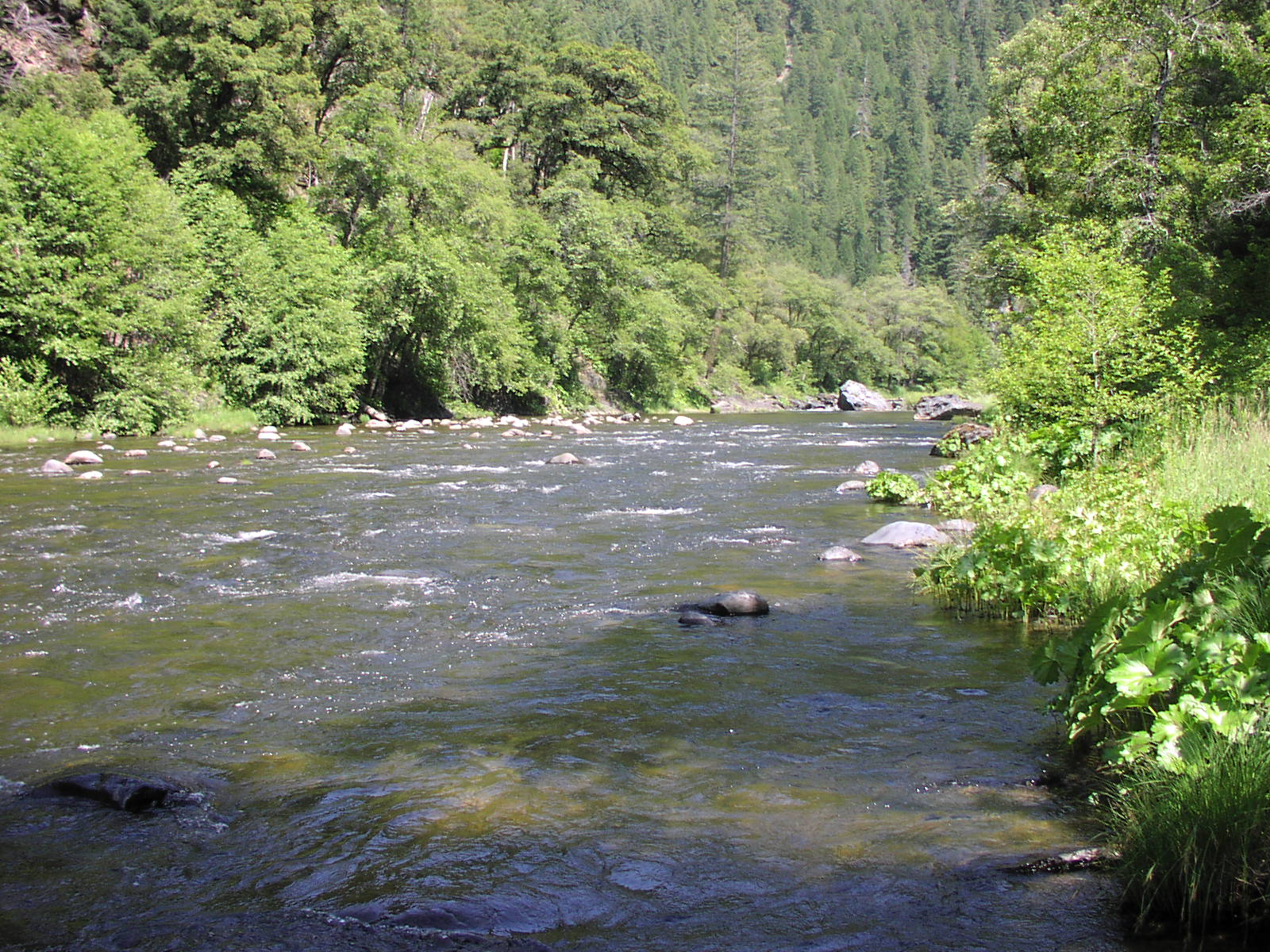 Gentry Off Road California Plumas National Forest Cleghorn Bar