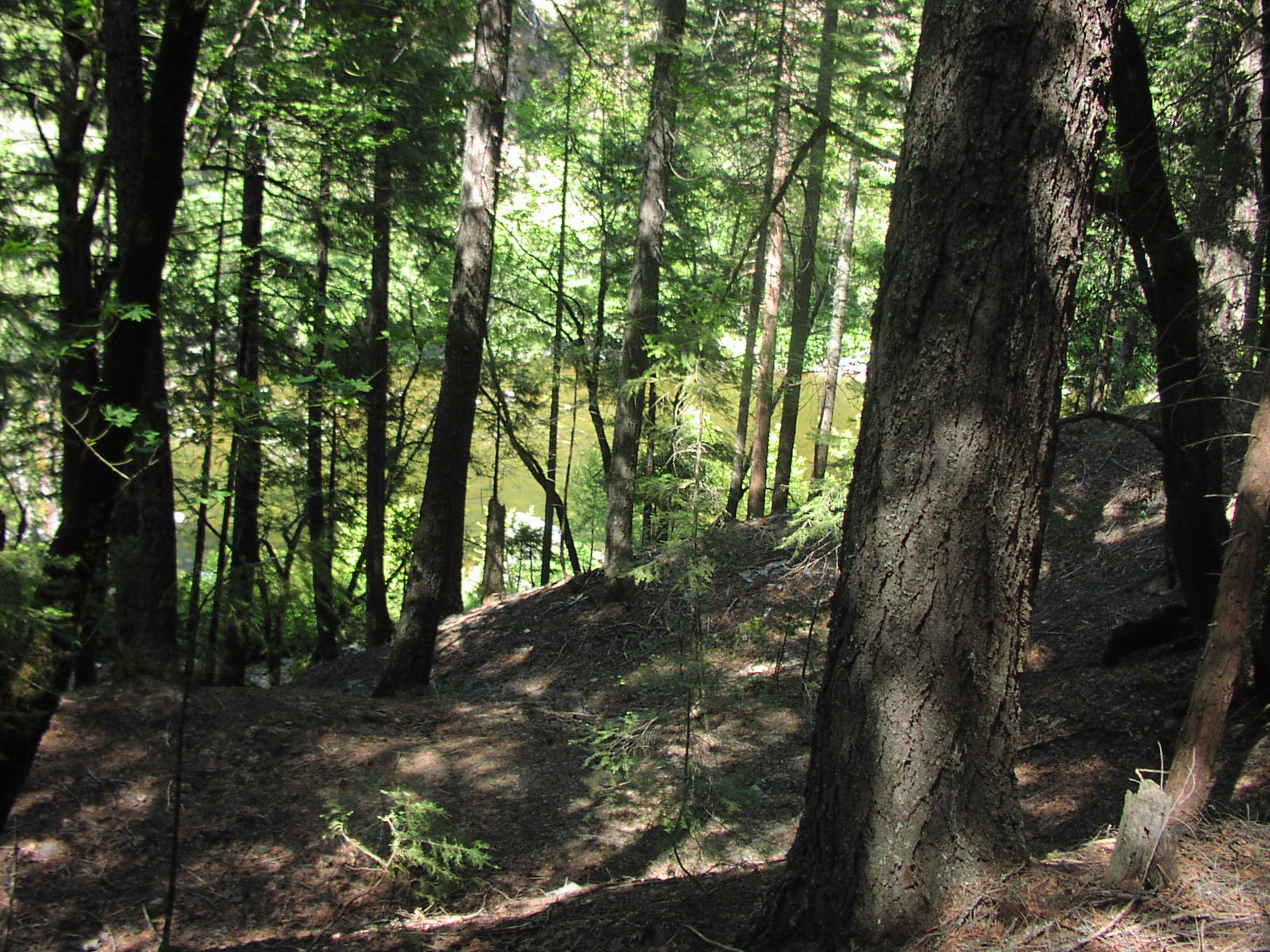 Gentry Off Road California Plumas National Forest Cleghorn Bar
