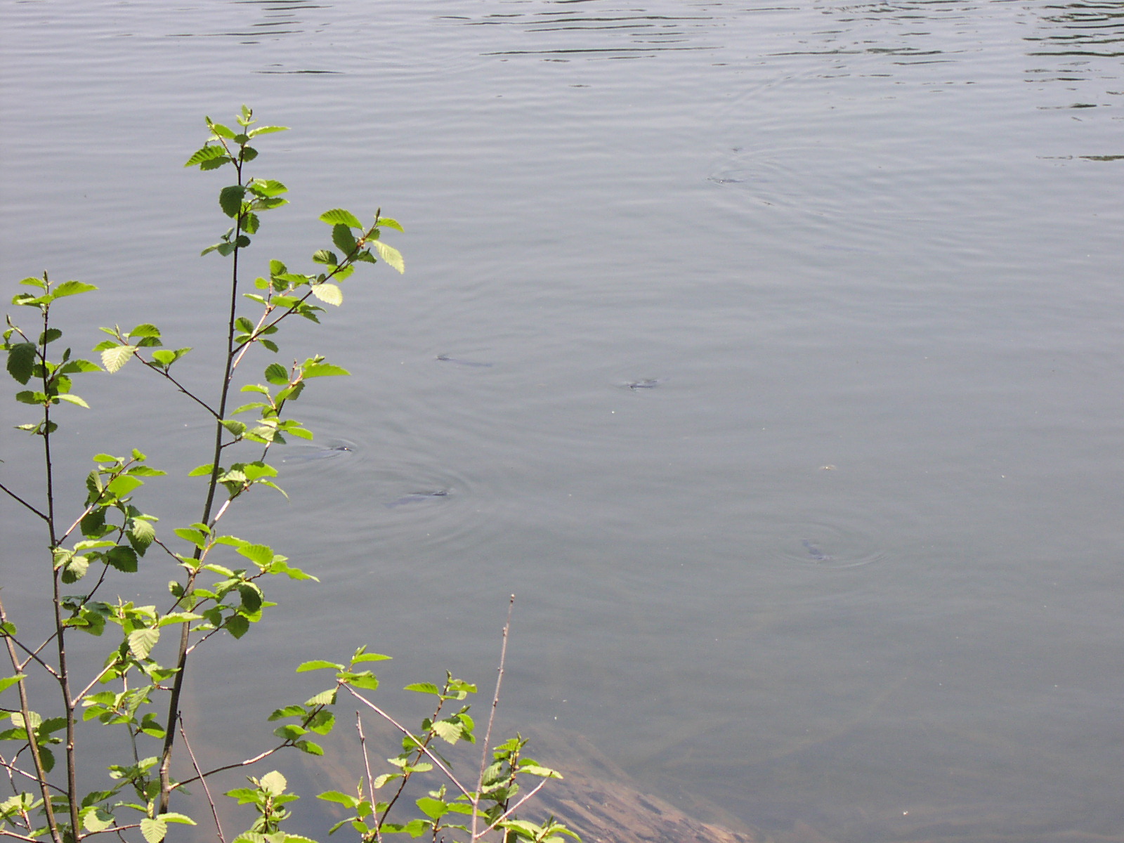 Gentry Off Road California Tahoe National Forest Catfish Lake